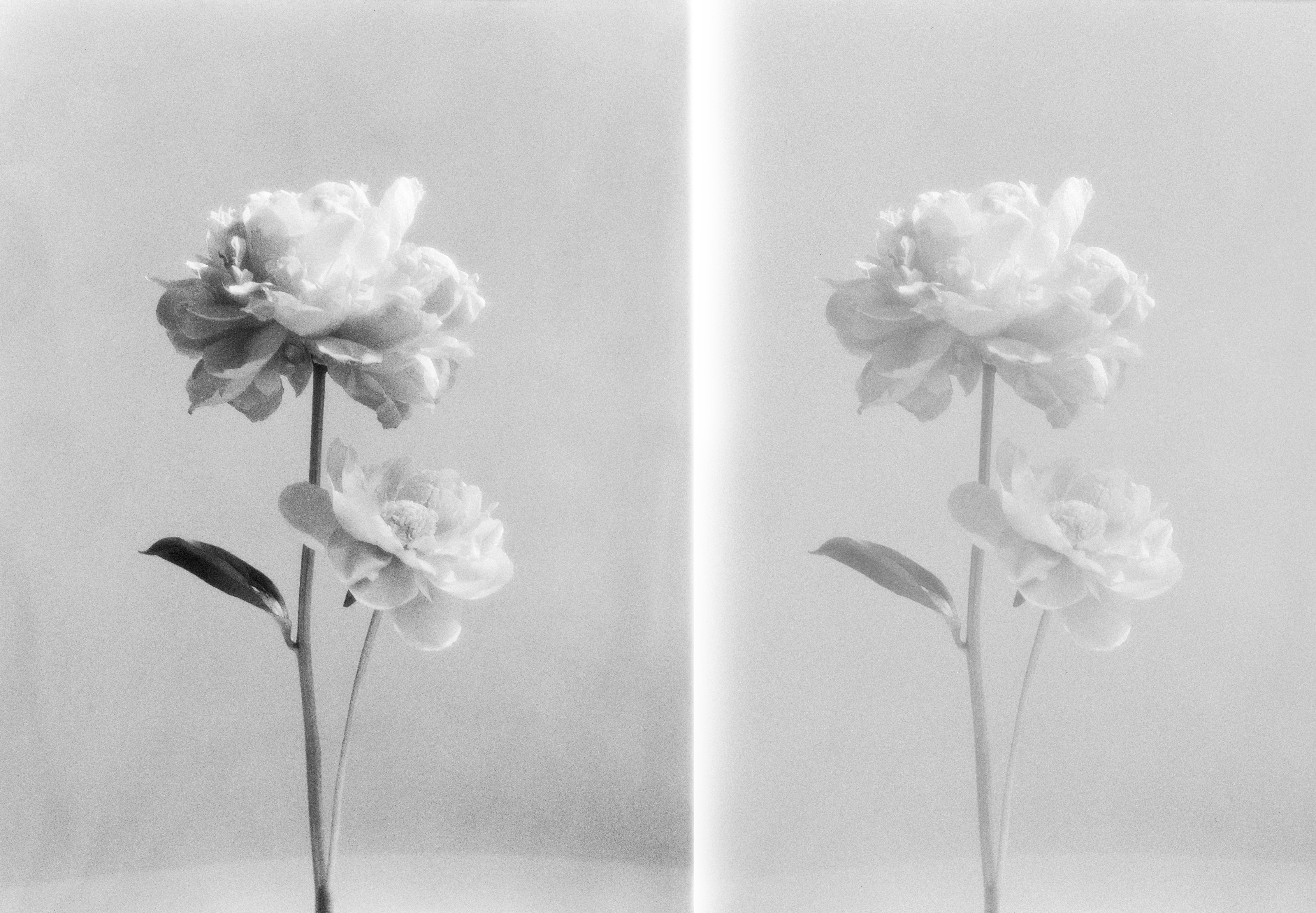 Ugne Pouwell Black and White Photograph - Double Peony - still life film photography collage, limited edition of 5