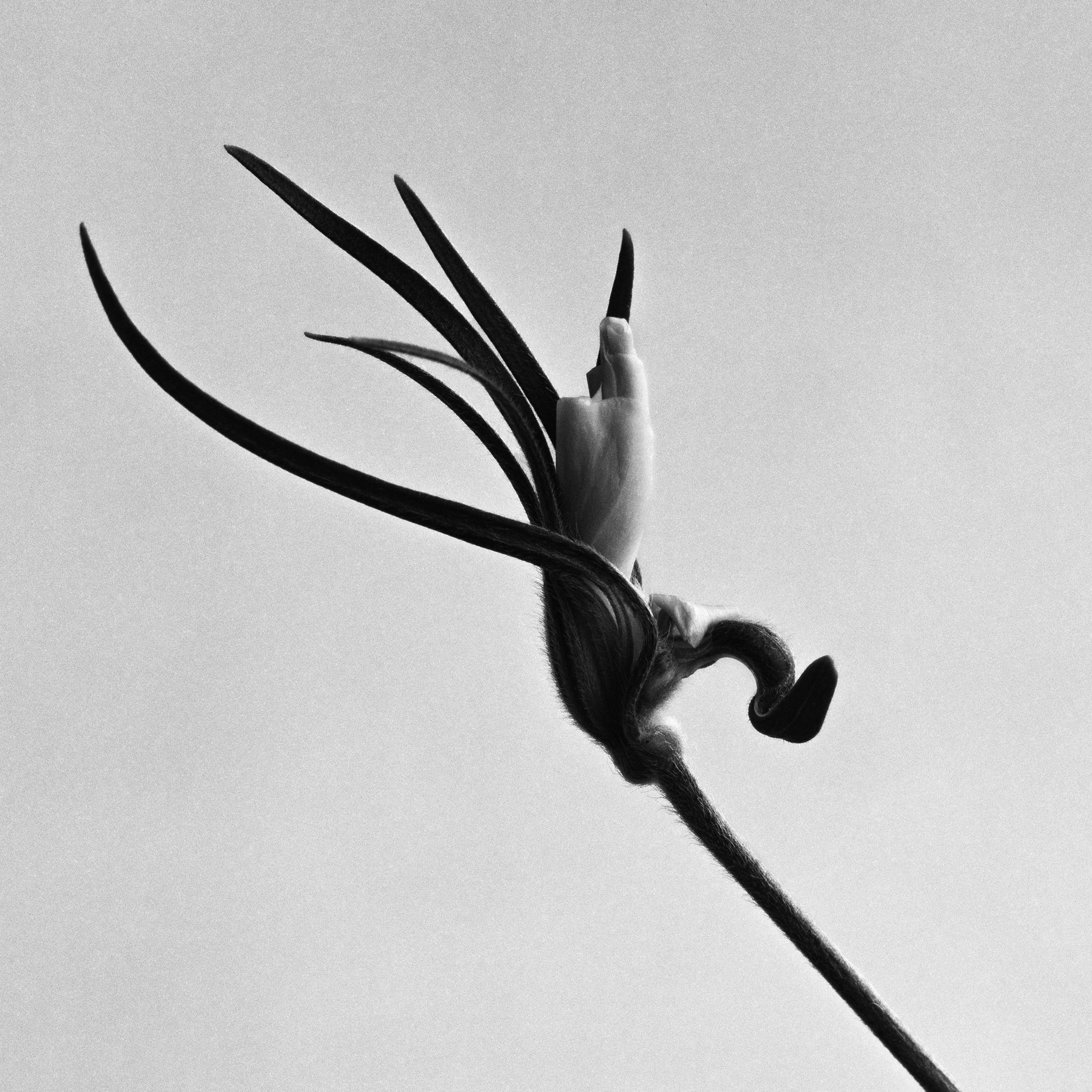 Capullo temprano - fotografía floral en blanco y negro, edición limitada de 20 ejemplares.