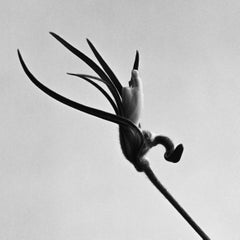 Capullo temprano - fotografía floral en blanco y negro, edición limitada de 20 ejemplares.