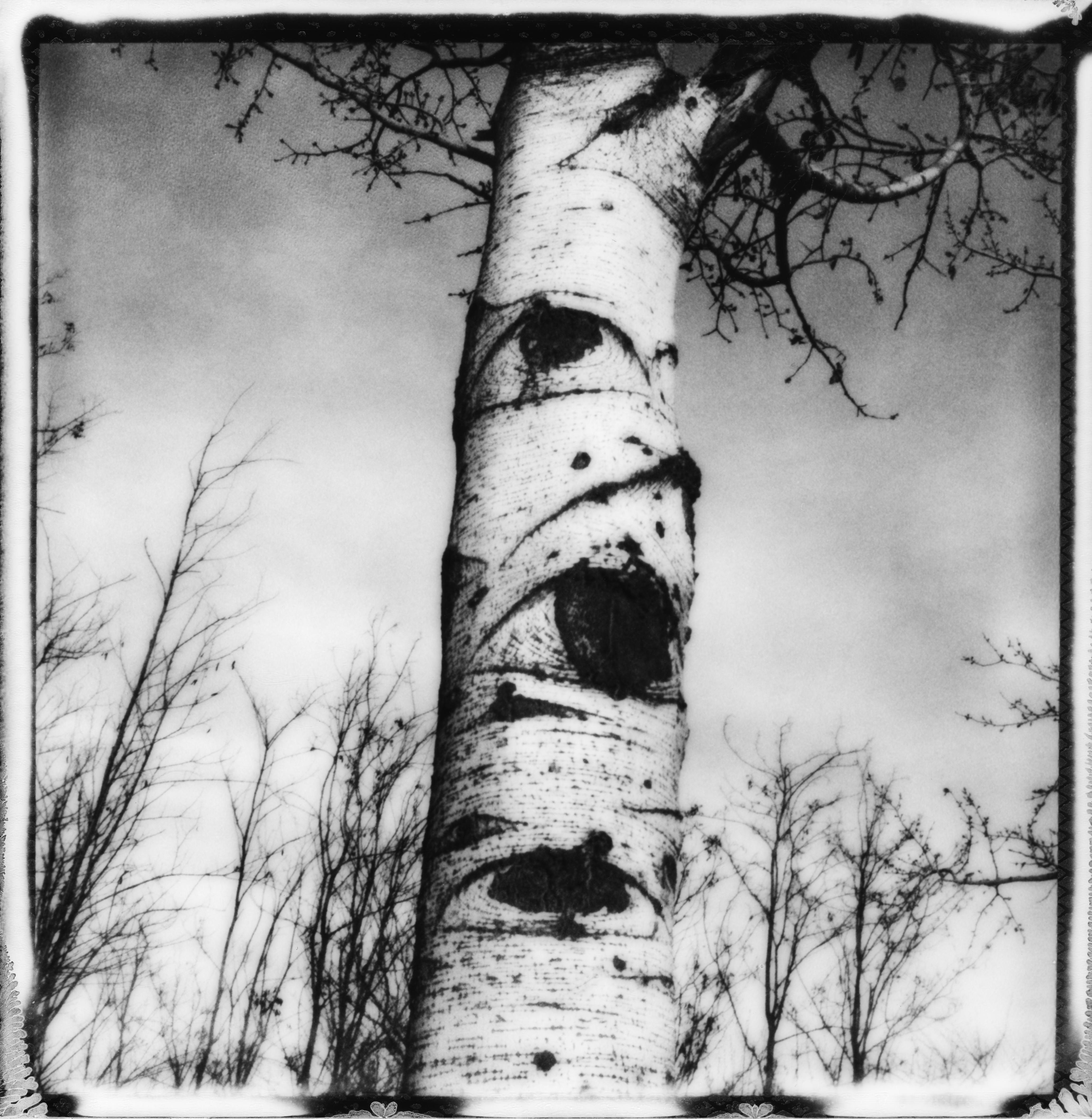 Ugne Pouwell Landscape Photograph – „Eyed Birtch“ – Schwarz-Weiß-Polaroid-Stilllebenfotografie
