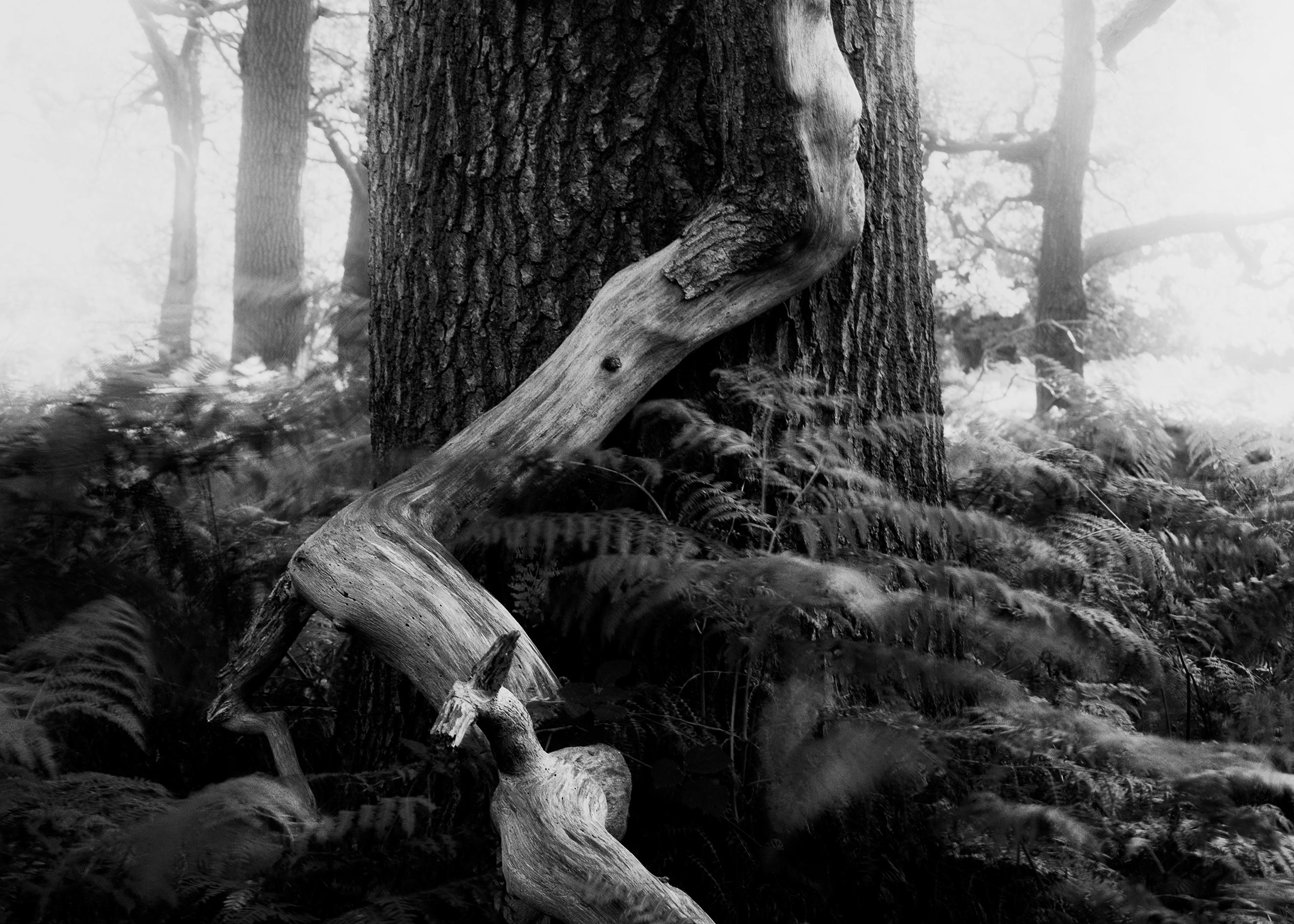 Ugne Pouwell Landscape Photograph - Fallen - analogue black and white woodland photography, limited edition of 10