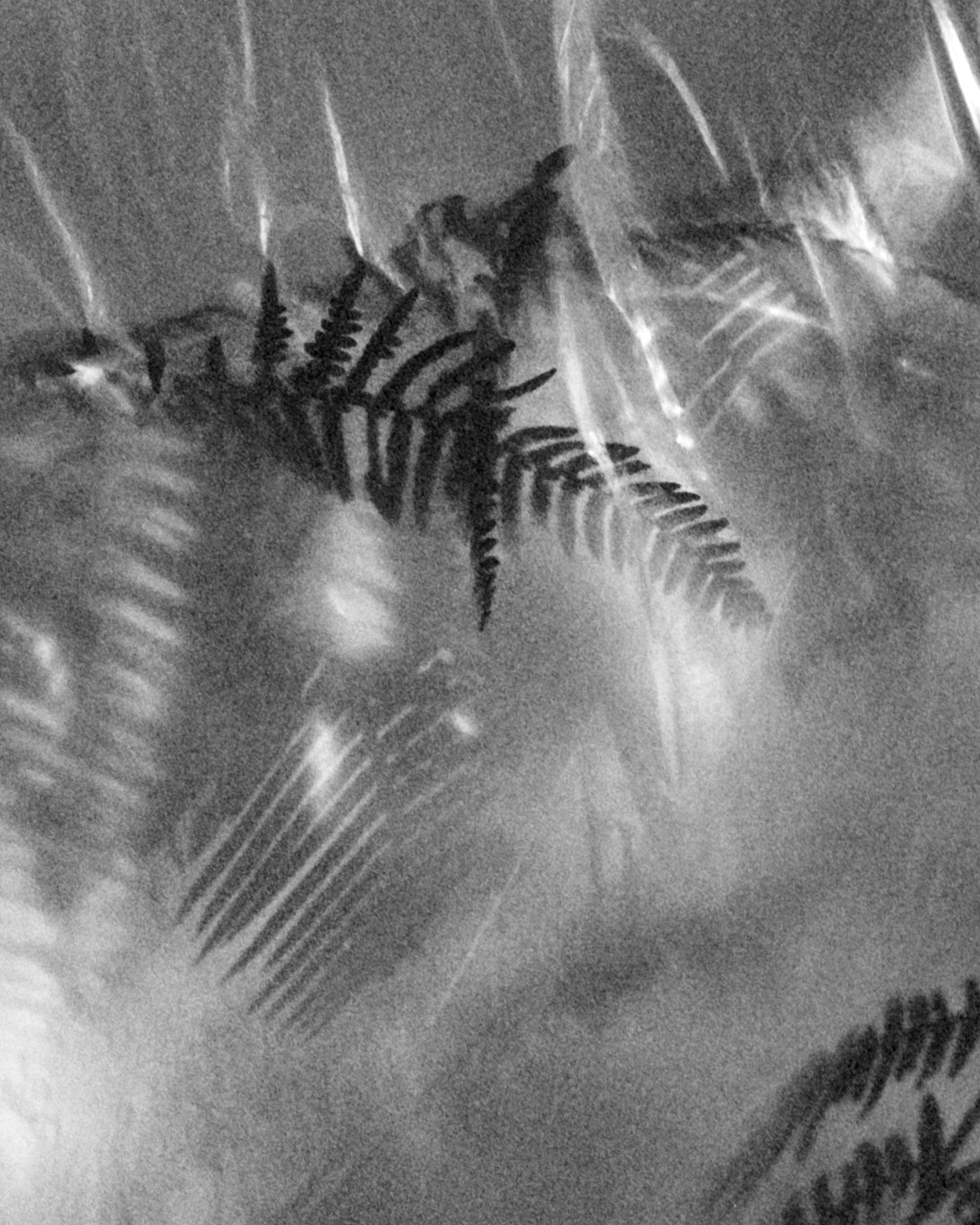Fern No.2 - photographie de paysage en noir et blanc Édition limitée à 20 exemplaires - Photograph de Ugne Pouwell