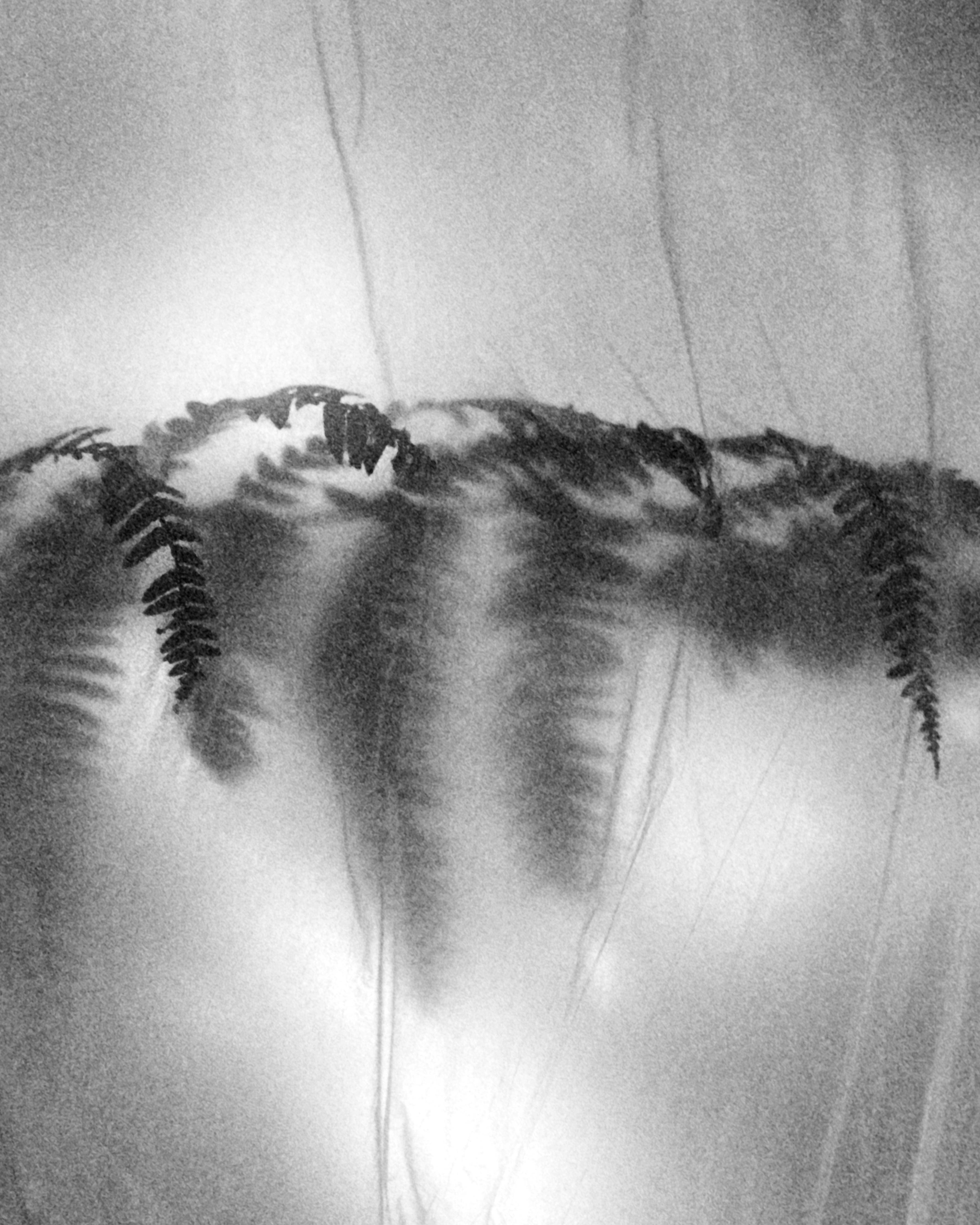 Fern No.2 - photographie de paysage en noir et blanc Édition limitée à 20 exemplaires - Expressionnisme abstrait Photograph par Ugne Pouwell
