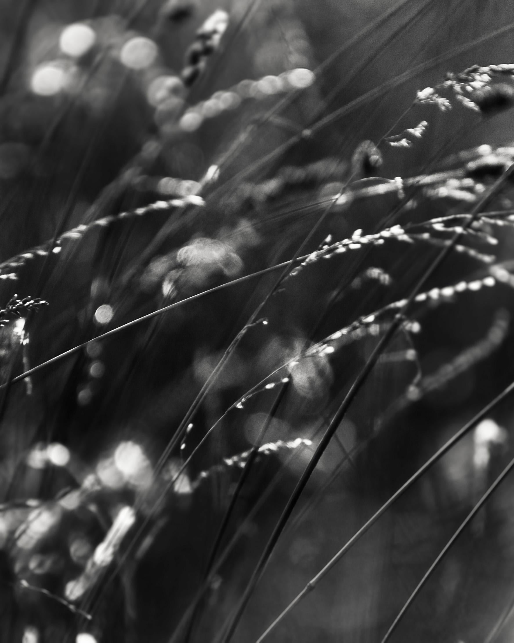 Ugne Pouwell Black and White Photograph - Field