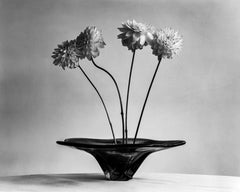 Four Dahlias - analogue black and white floral photography, limited edition 5