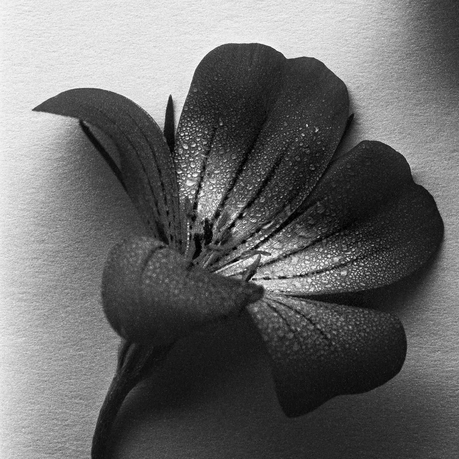Cuatro perlas del océano - Agrostemma fotografía de naturaleza muerta, Edición limitada de 20 ejemplares - Photograph Contemporáneo de Ugne Pouwell