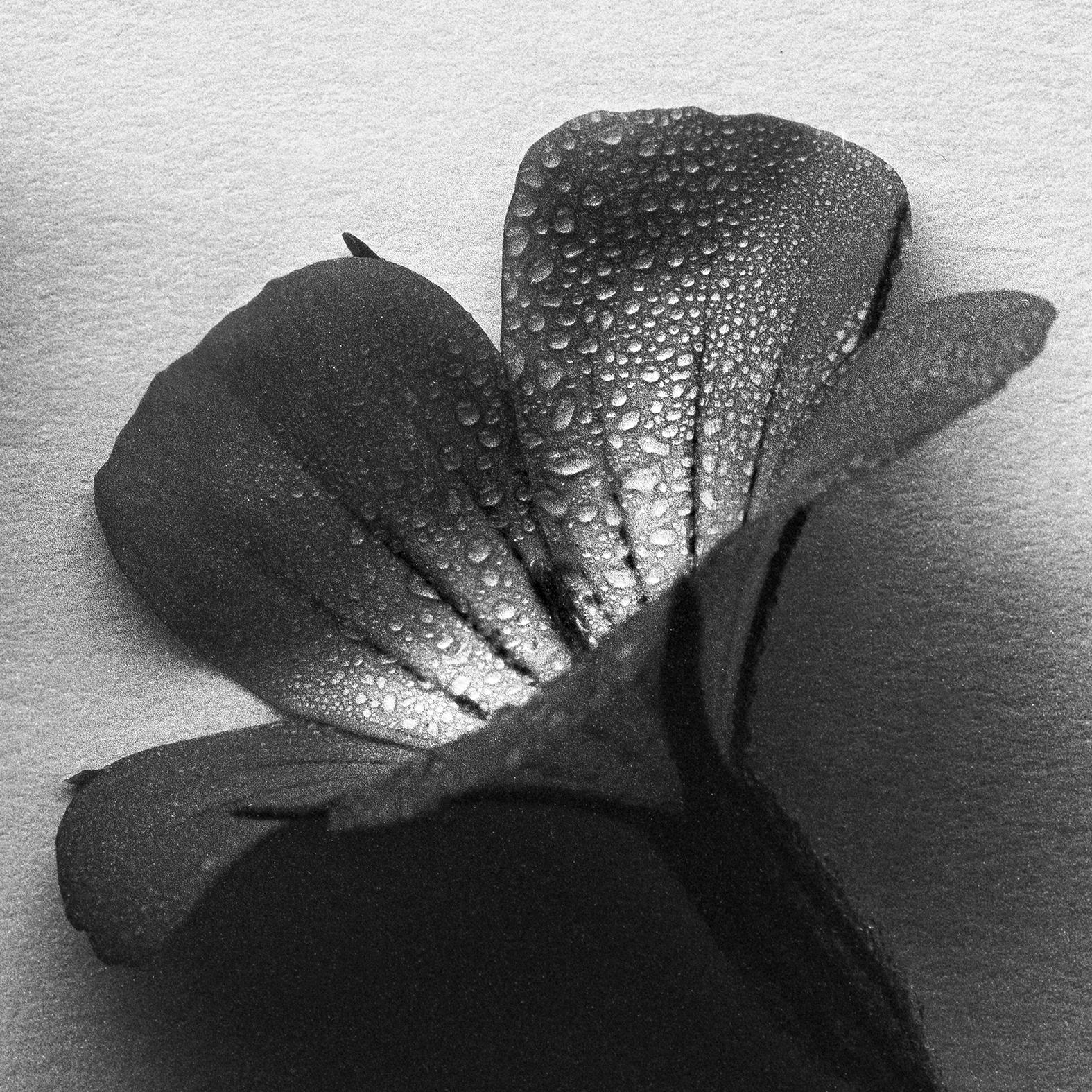 'Four ocean pearls'

Photographed using large format 4x5 film camera, that provides increadible detail and light dynamics of Agrostemma flowers.

From limited edition of 20.

The photograph is signed front bottom right corner and comes with a