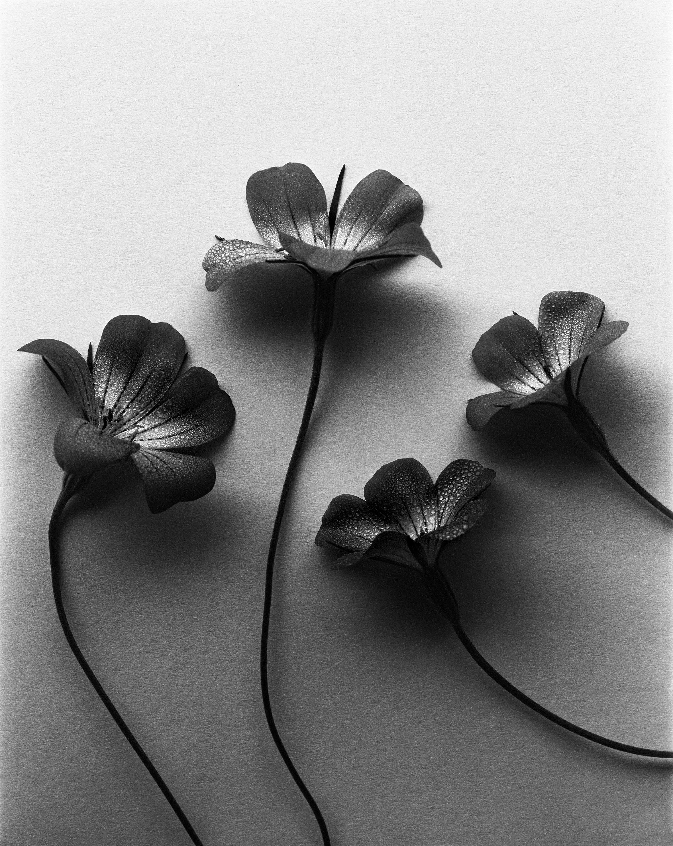 Black and White Photograph de Ugne Pouwell - Cuatro perlas del océano - Agrostemma fotografía de naturaleza muerta, Edición limitada de 20 ejemplares