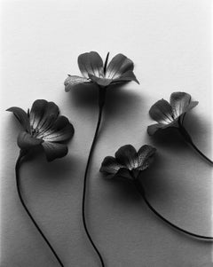 Four ocean pearls - Agrostemma still life photography, Limited edition of 20