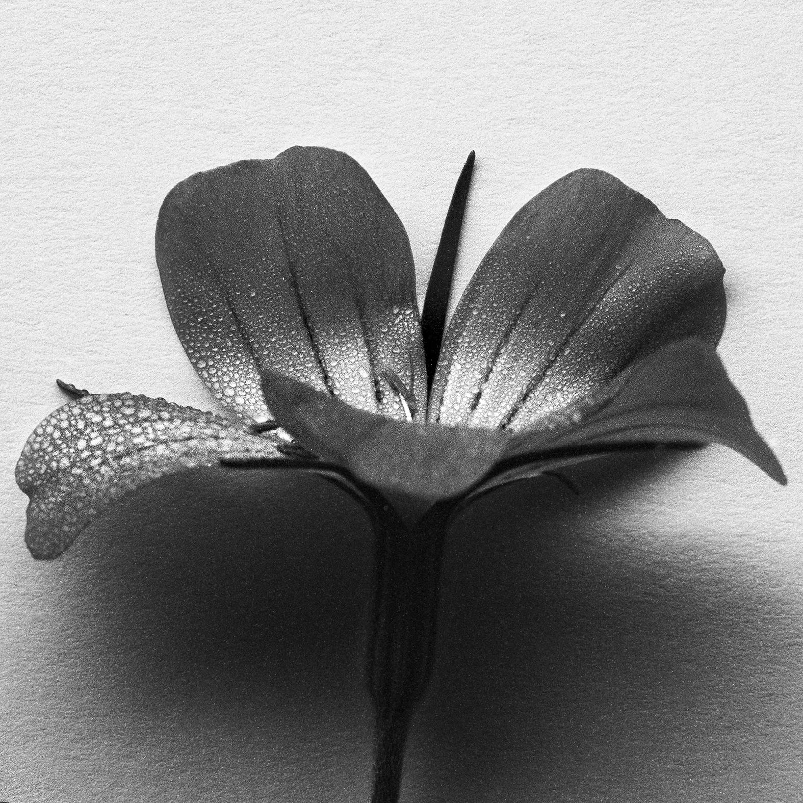 Vier Meeresperlen – Agrostemma-Stilllebenfotografie, limitierte Auflage von 5 Stück – Photograph von Ugne Pouwell