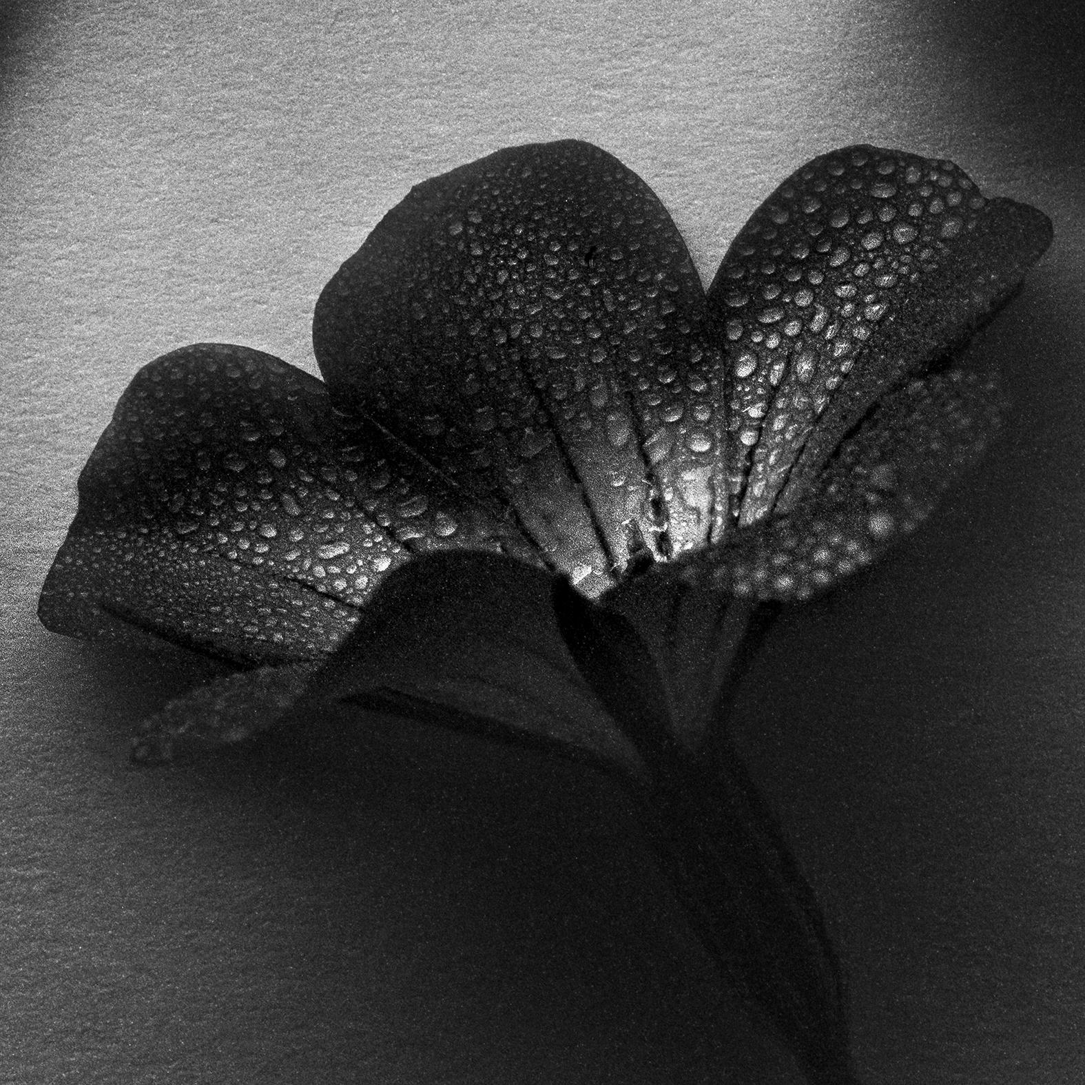 Vier Meeresperlen

Fotografiert mit einer großformatigen 4x5-Filmkamera, die eine unglaubliche Detailtreue und Lichtdynamik der Agrostemma-Blüten ermöglicht.

Aus limitierter Auflage von 5 Stück.

Das Foto ist signiert vorne unten rechts und kommt