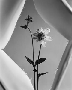 Framed Dahlia - analogue black and white floral photography, limited edition 20