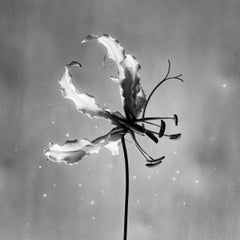 Gloriosa – Schwarz-Weiß-Blumenfotografie in limitierter Auflage von 10 Stück