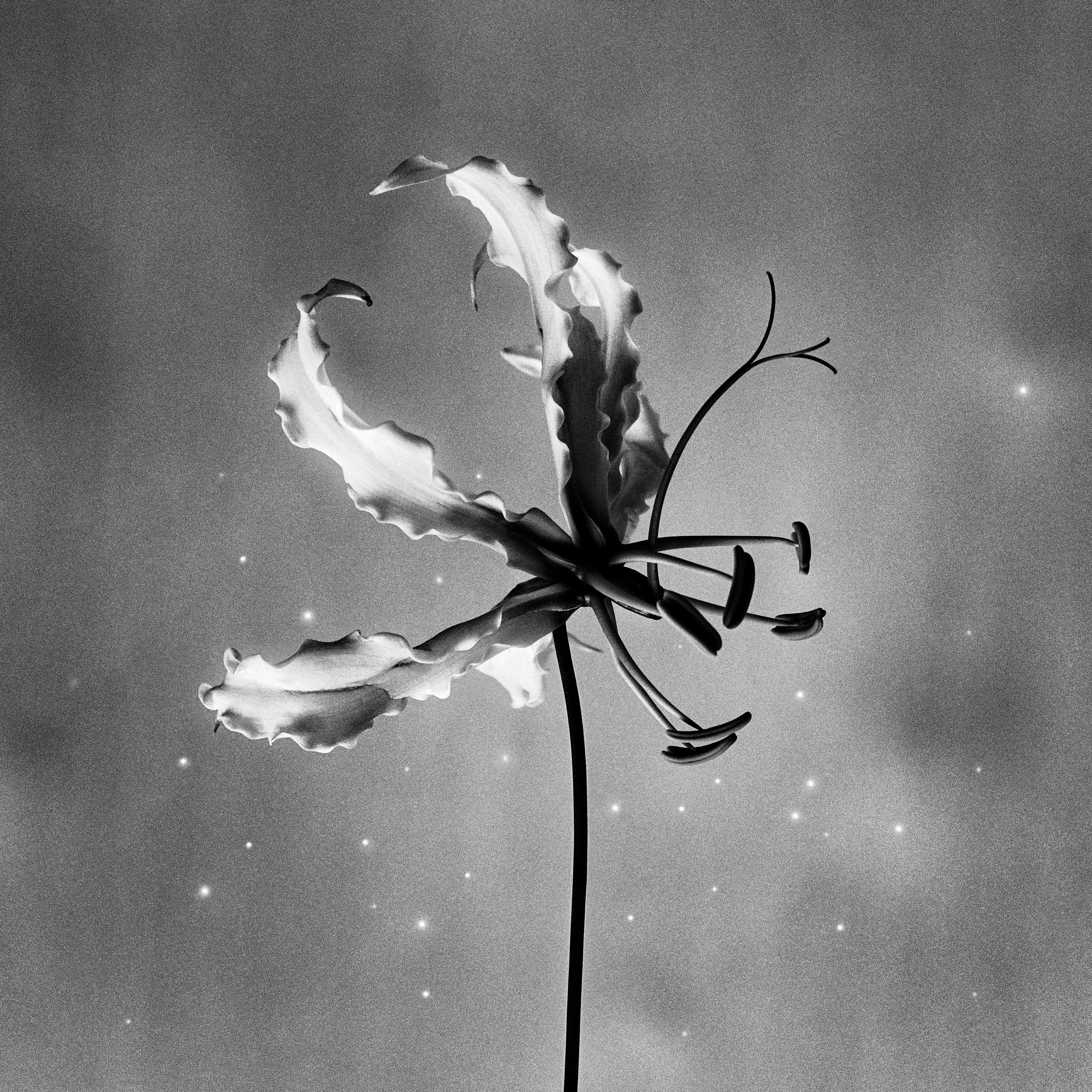 Ugne Pouwell Black and White Photograph – Gloriosa – Schwarz-Weiß-Blumenfotografie in limitierter Auflage von 10 Stück