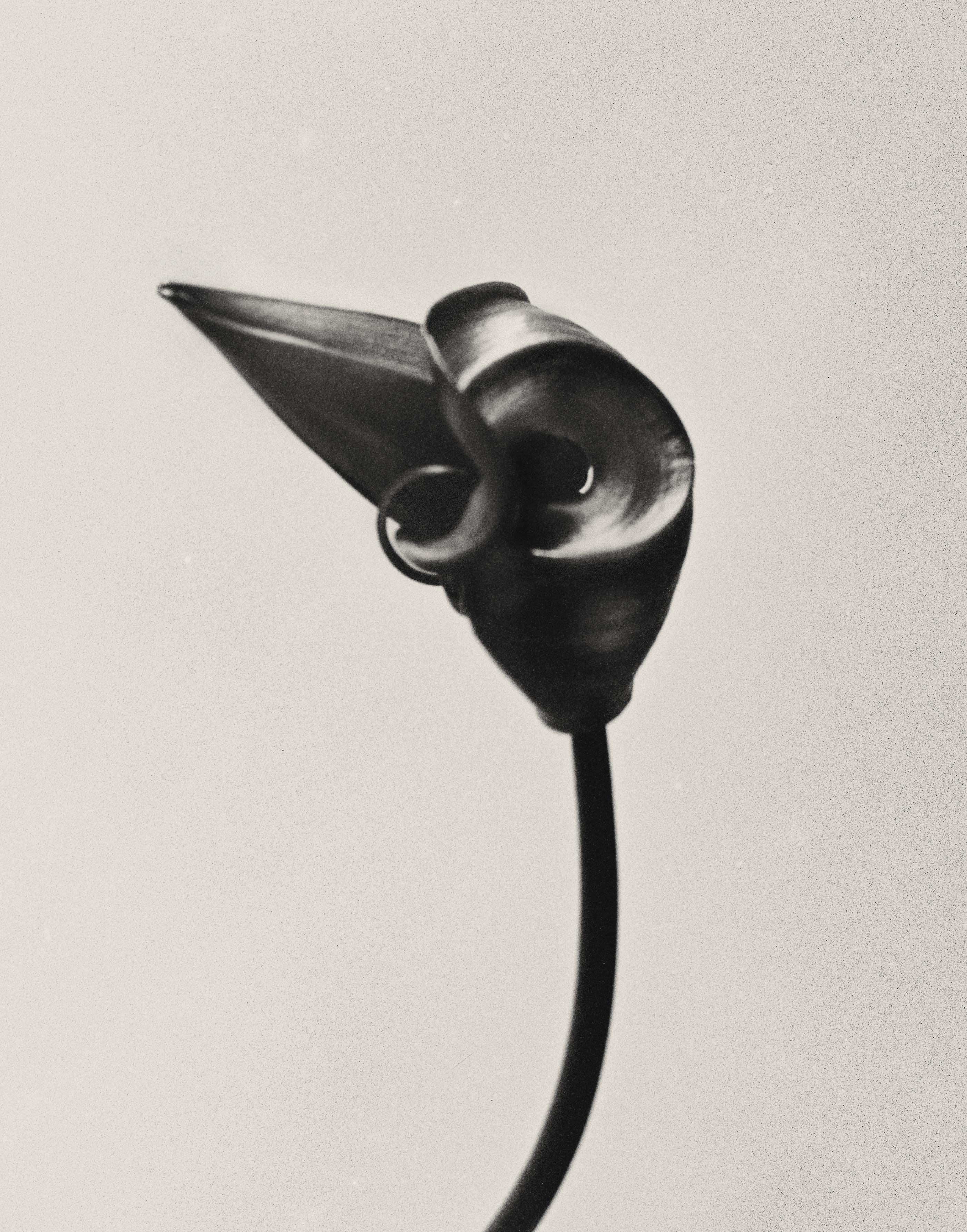 Ugne Pouwell Still-Life Photograph - Gloriosa bud - black and white floral photography, limited edition of 20