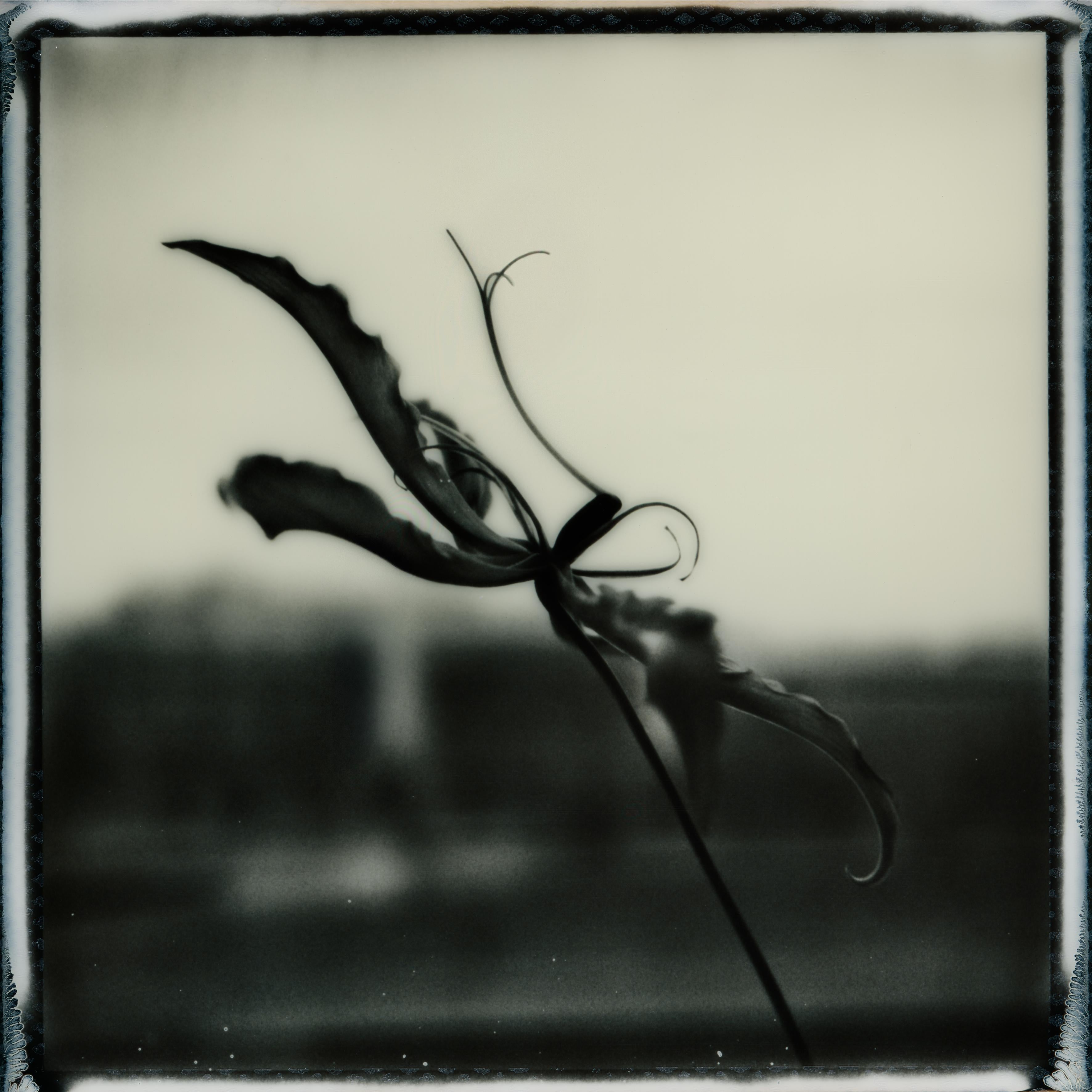 Landscape Photograph Ugne Pouwell - Gloriosa Noire No.2 - Photographie florale polaroid, édition limitée à 20 exemplaires
