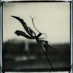 Black and White Photography