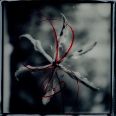 Gloriosa Noire No.3 - polaroid floral Photograph, Limited Edition 20