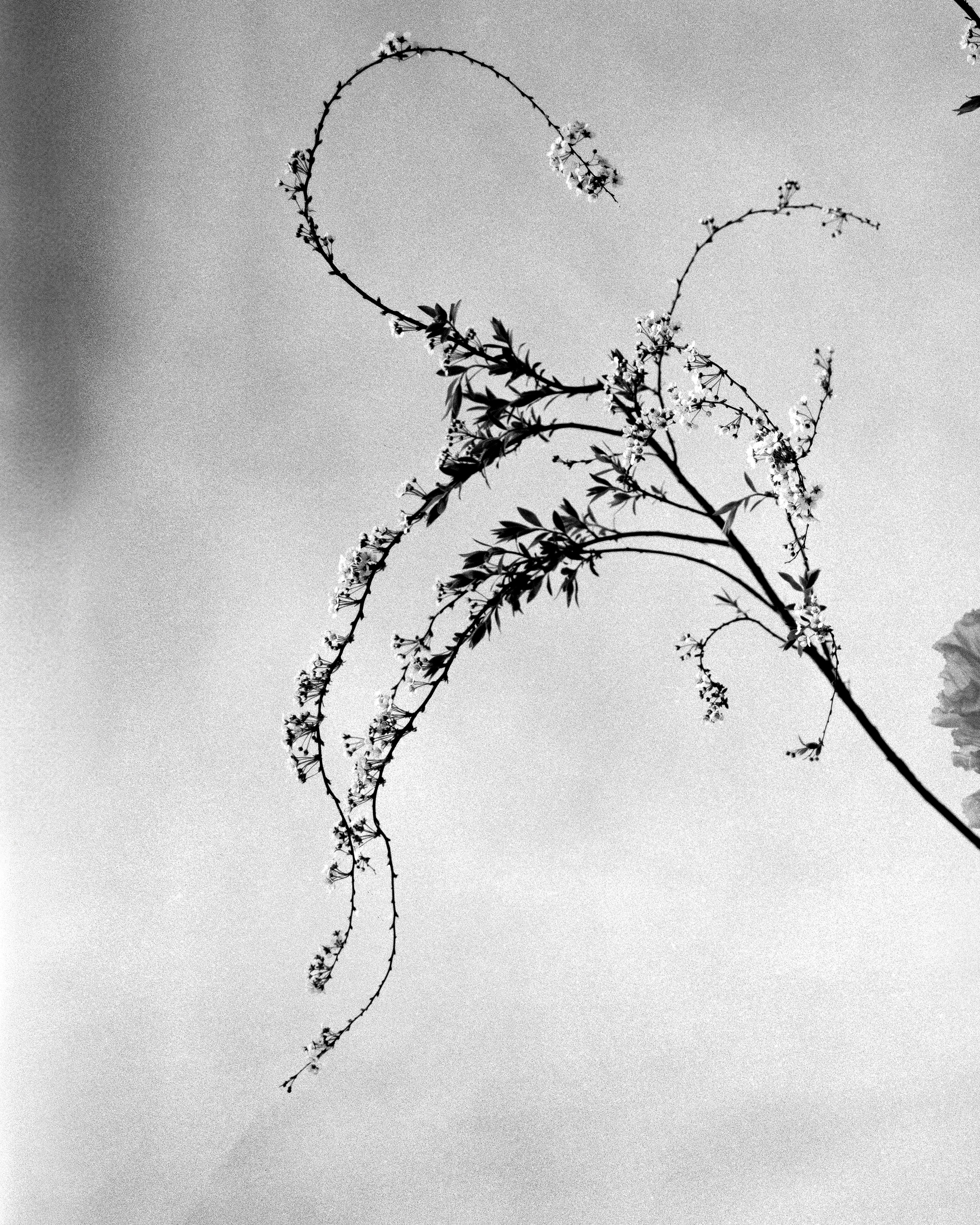 Ikebana – schwarzes und weißes Blumenarrangement, limitierte Auflage von 10 Stück – Photograph von Ugne Pouwell