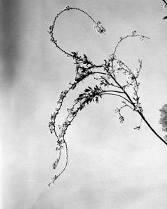 Ikebana – schwarzes und weißes Blumenarrangement, limitierte Auflage von 10 Stück