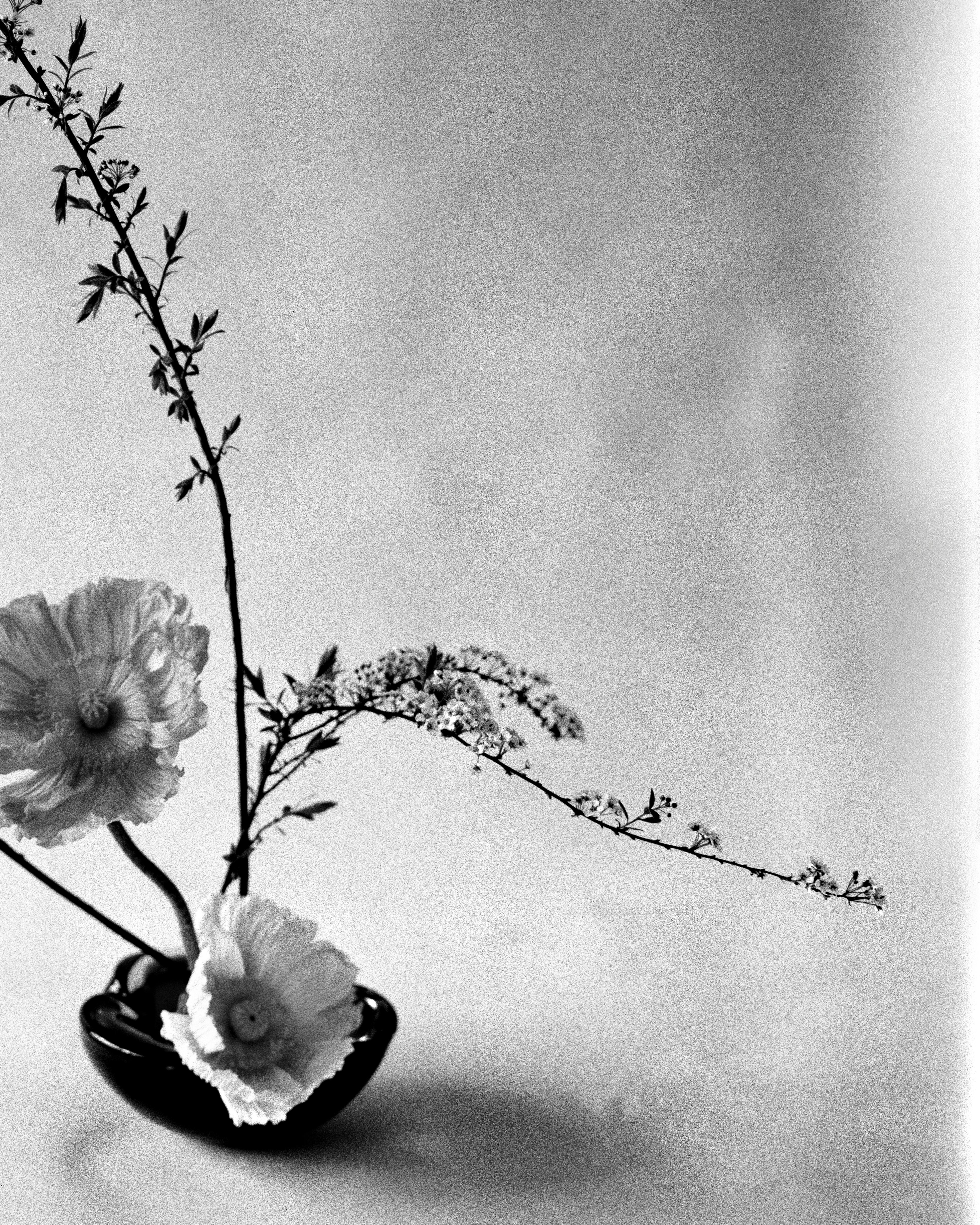 Ikebana – schwarzes und weißes Blumenarrangement, limitierte Auflage von 10 Stück (Zeitgenössisch), Photograph, von Ugne Pouwell