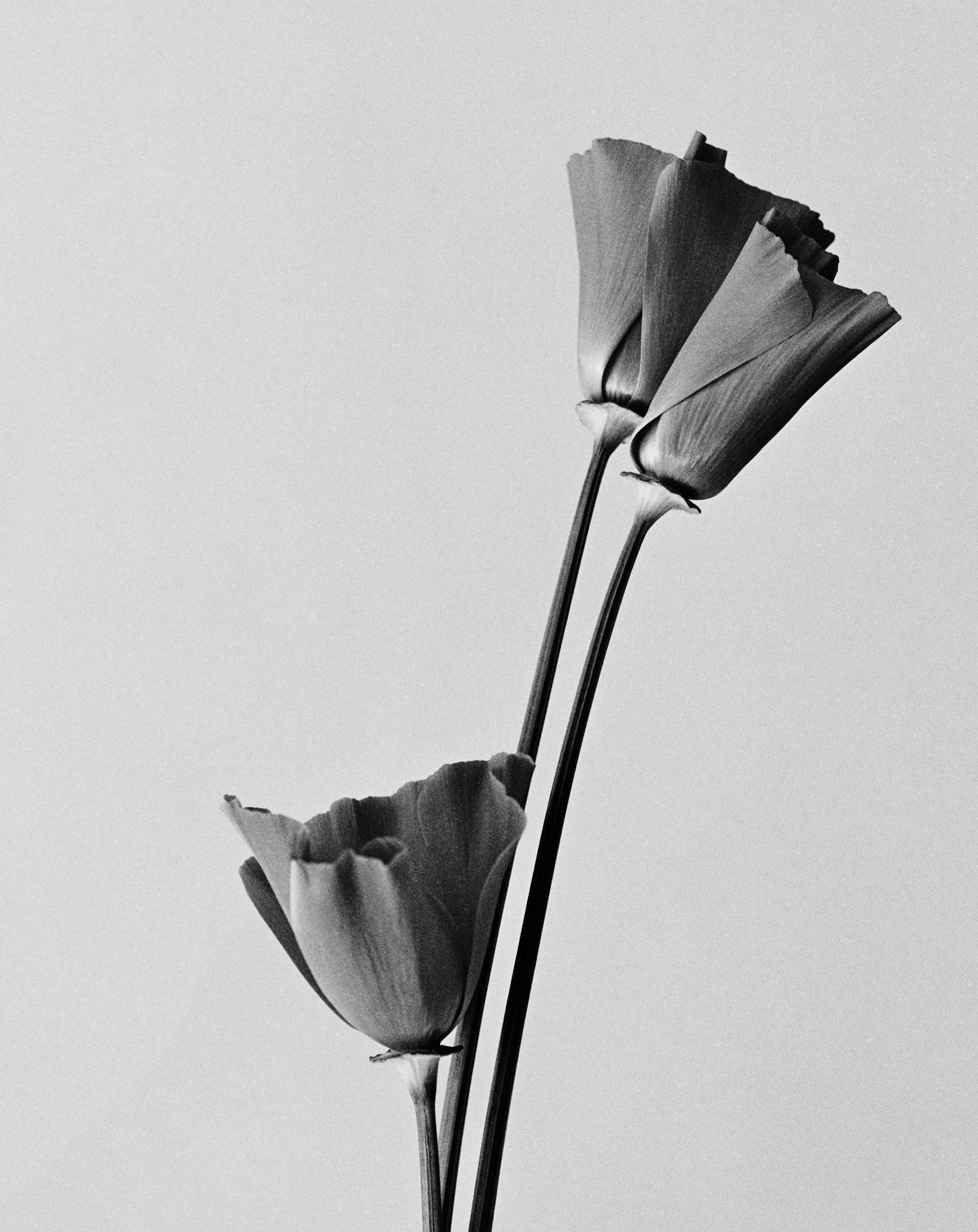 In Parallel - couple black and white poppies in vase, Limited edition of 20 - Photograph by Ugne Pouwell