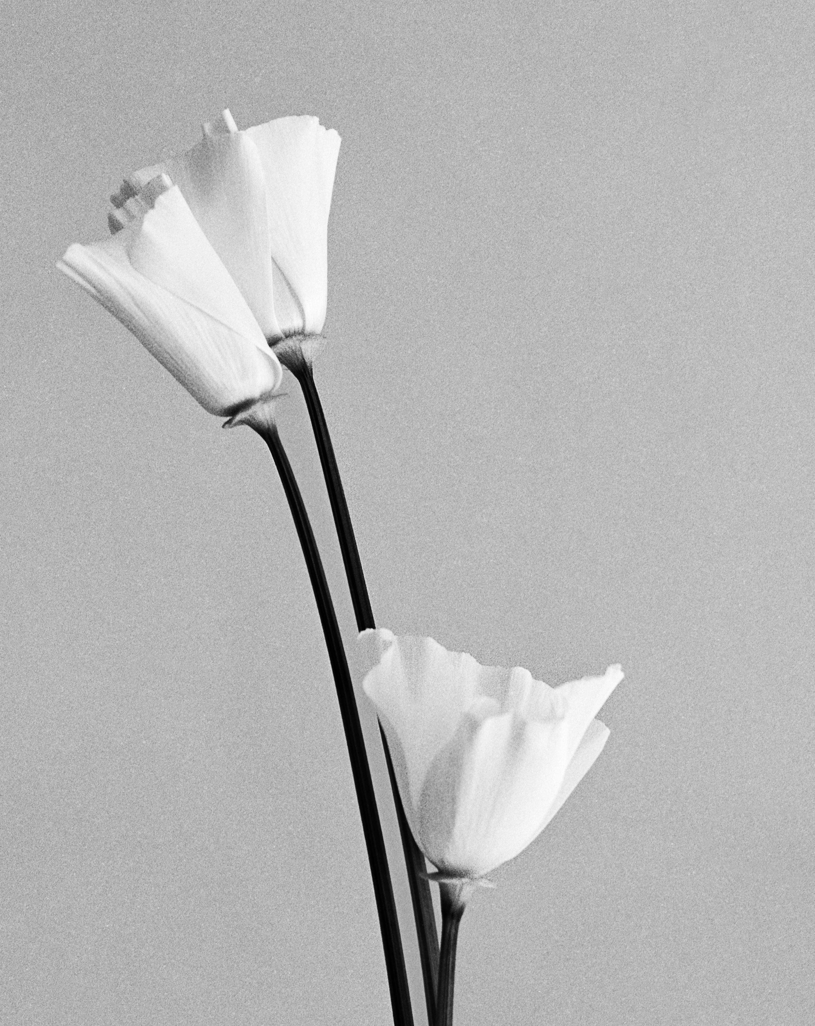 In Parallel - couple black and white poppies in vase, Limited edition of 20 - Contemporary Photograph by Ugne Pouwell