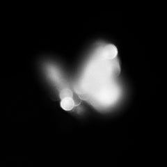 June - abstract black and white butterfly photography, limited edition of 20