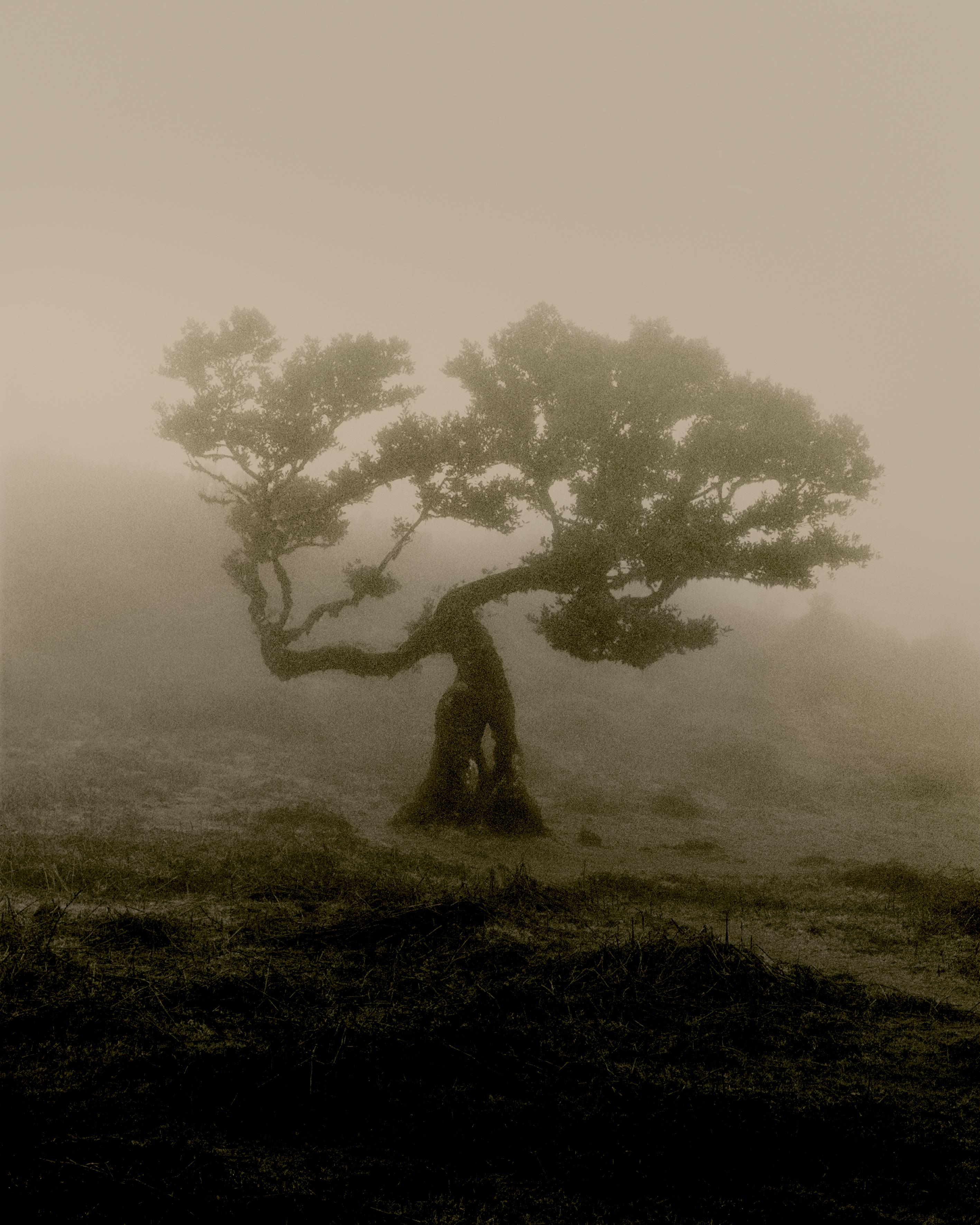 Laurisilva di Madeira - fotografia naturalistica analogica in bianco e nero, Limited 10