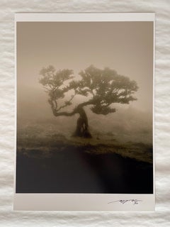 Laurisilva of Madeira - black and white nature photography, E.d. 2/20