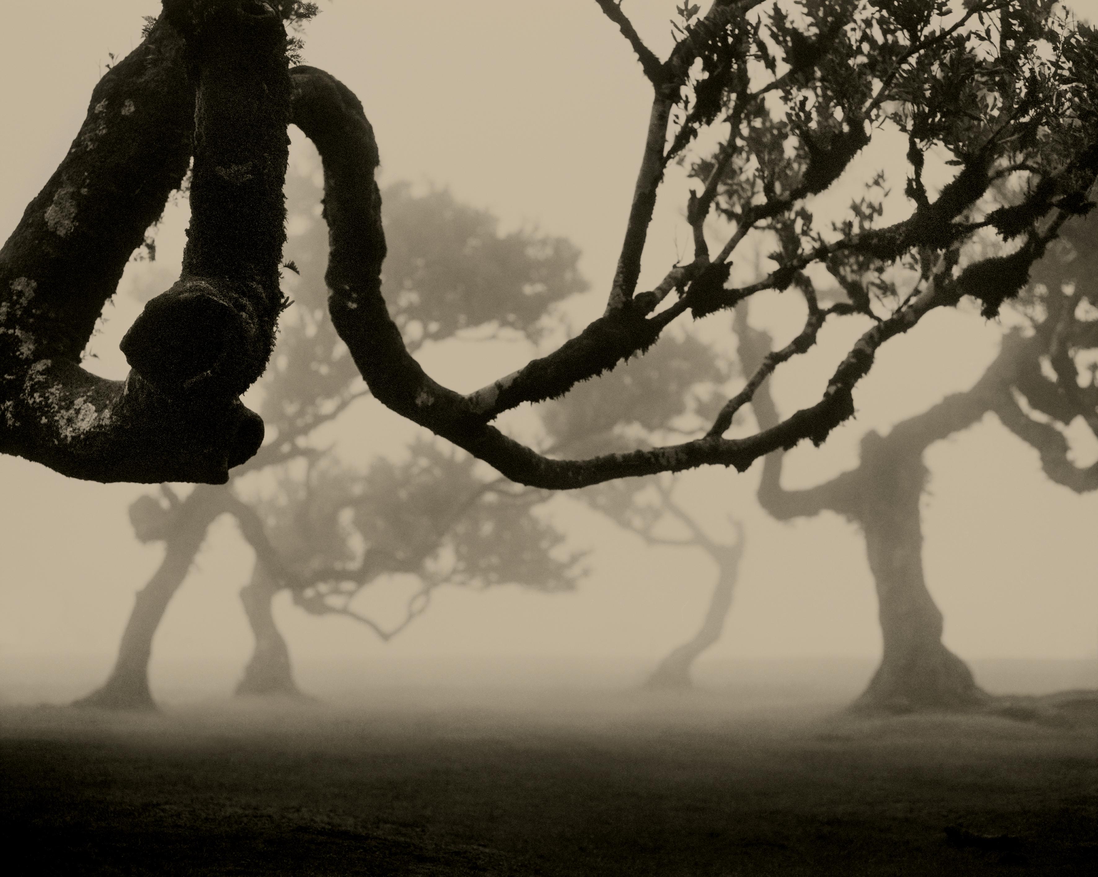 Laurisilva of Madeira No.2 - analogue nature photography, Limited 10