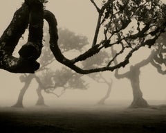 Laurisilva of Madeira No.2 - analogue nature photography, Limited 10