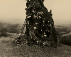 Laurisilva of Madeira No.3 - analogue nature photography, Limited 10