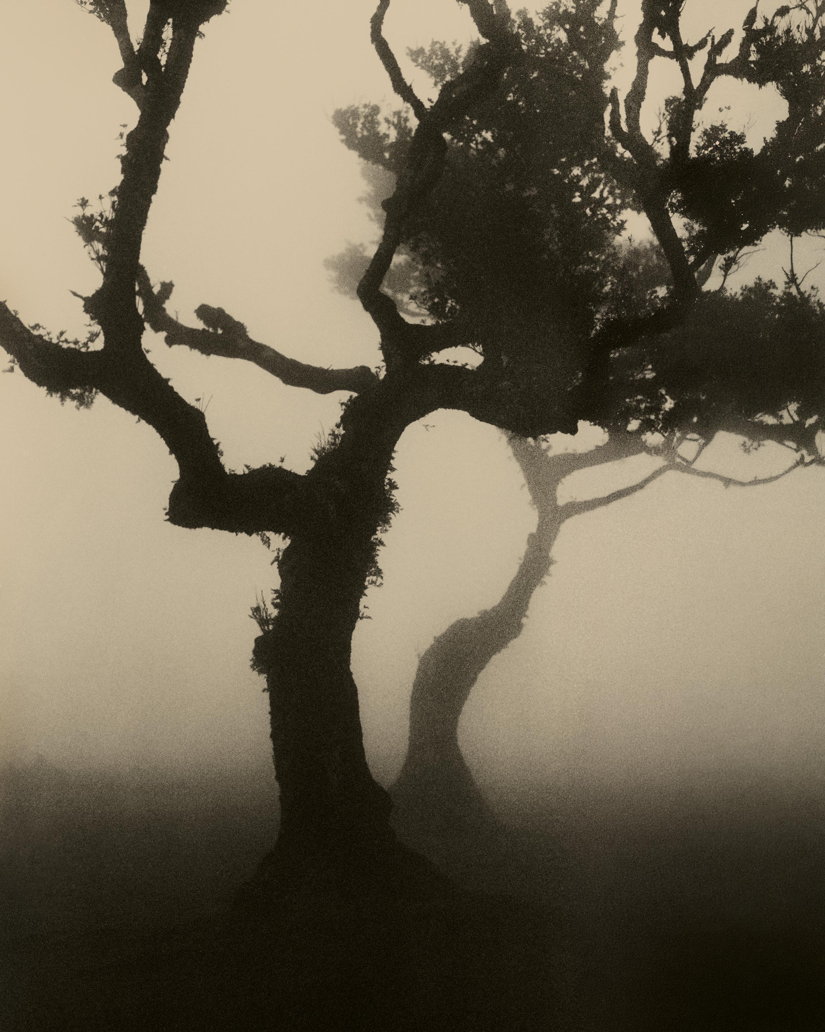 Laurisilva of Madeira No.4 - analogue nature photography, Limited 10
