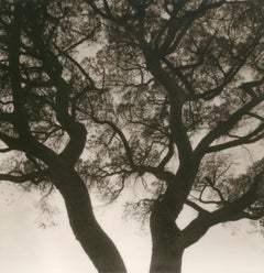 Lerici 253 - Polaroid di un paesaggio a chioma d'albero, edizione limitata a 20 esemplari