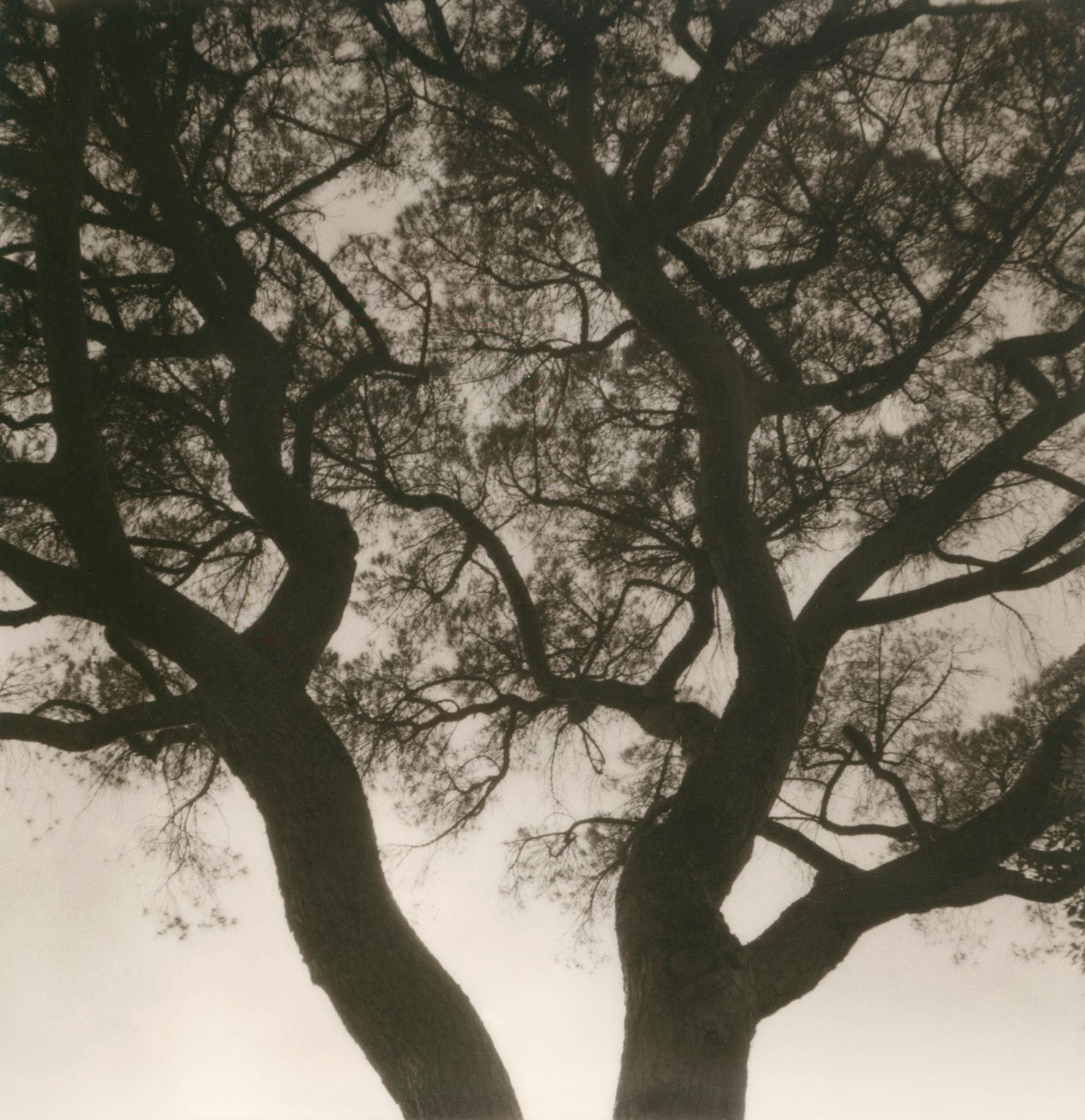 Landscape Photograph di Ugne Pouwell - Lerici 253 - Polaroid di un paesaggio a chioma d'albero, Edizione limitata 2 di 20
