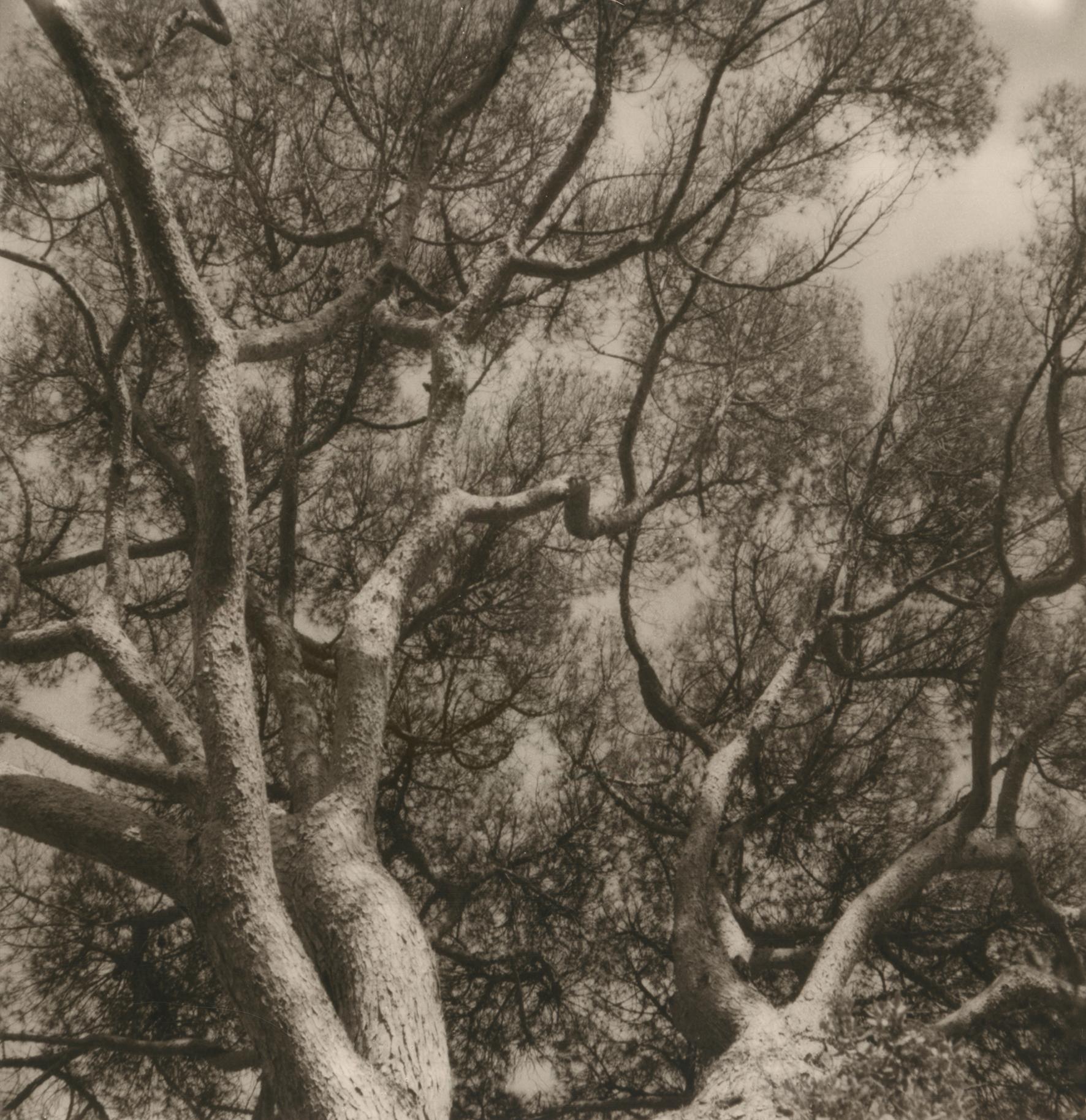 Lerici 254 - Photographie polaroïd de paysage de canopée, édition limitée à 20 exemplaires