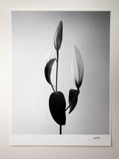 Lily - analogue black and white floral photography