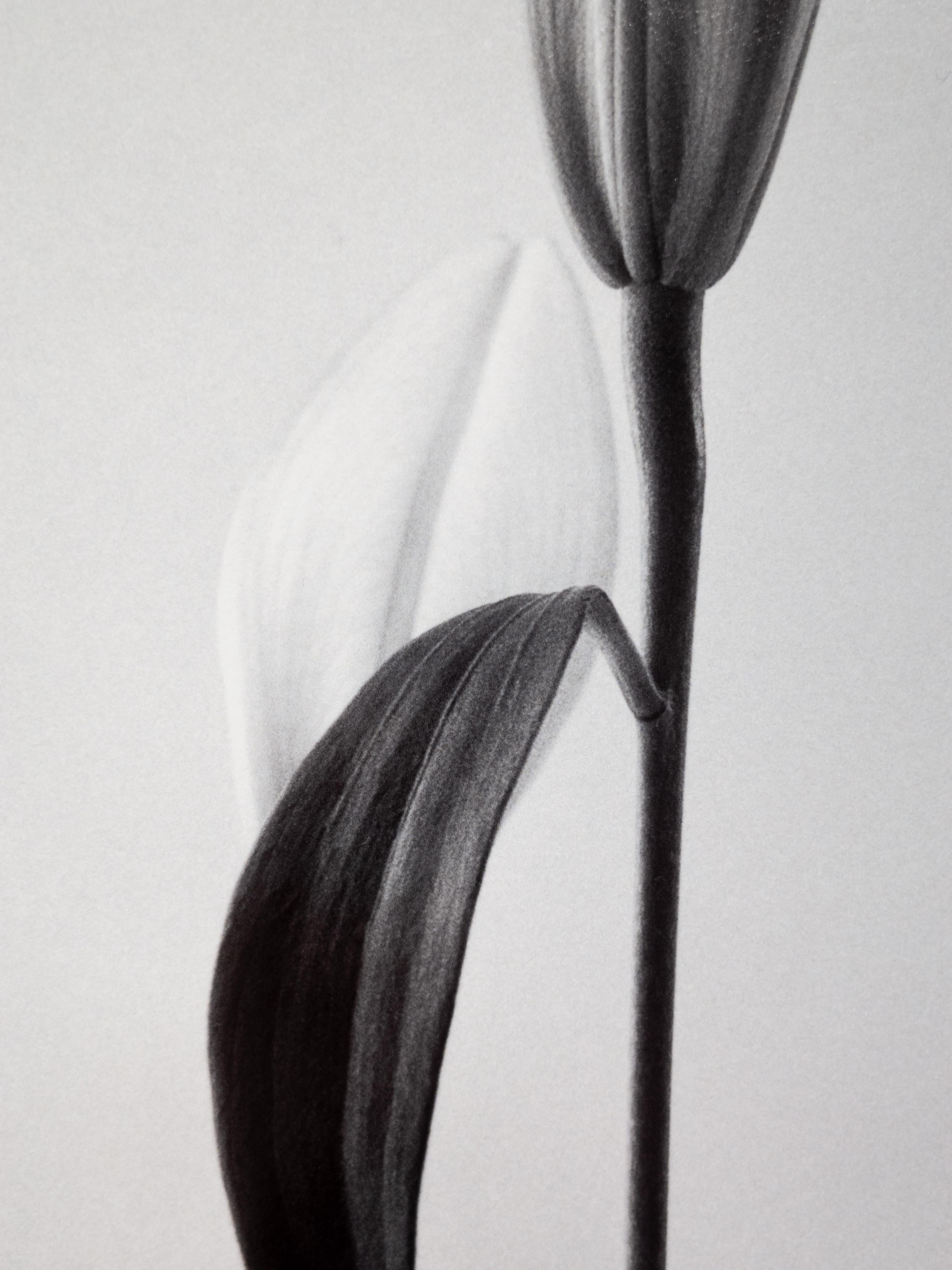 Lily - analogue black and white floral photography - Contemporary Photograph by Ugne Pouwell