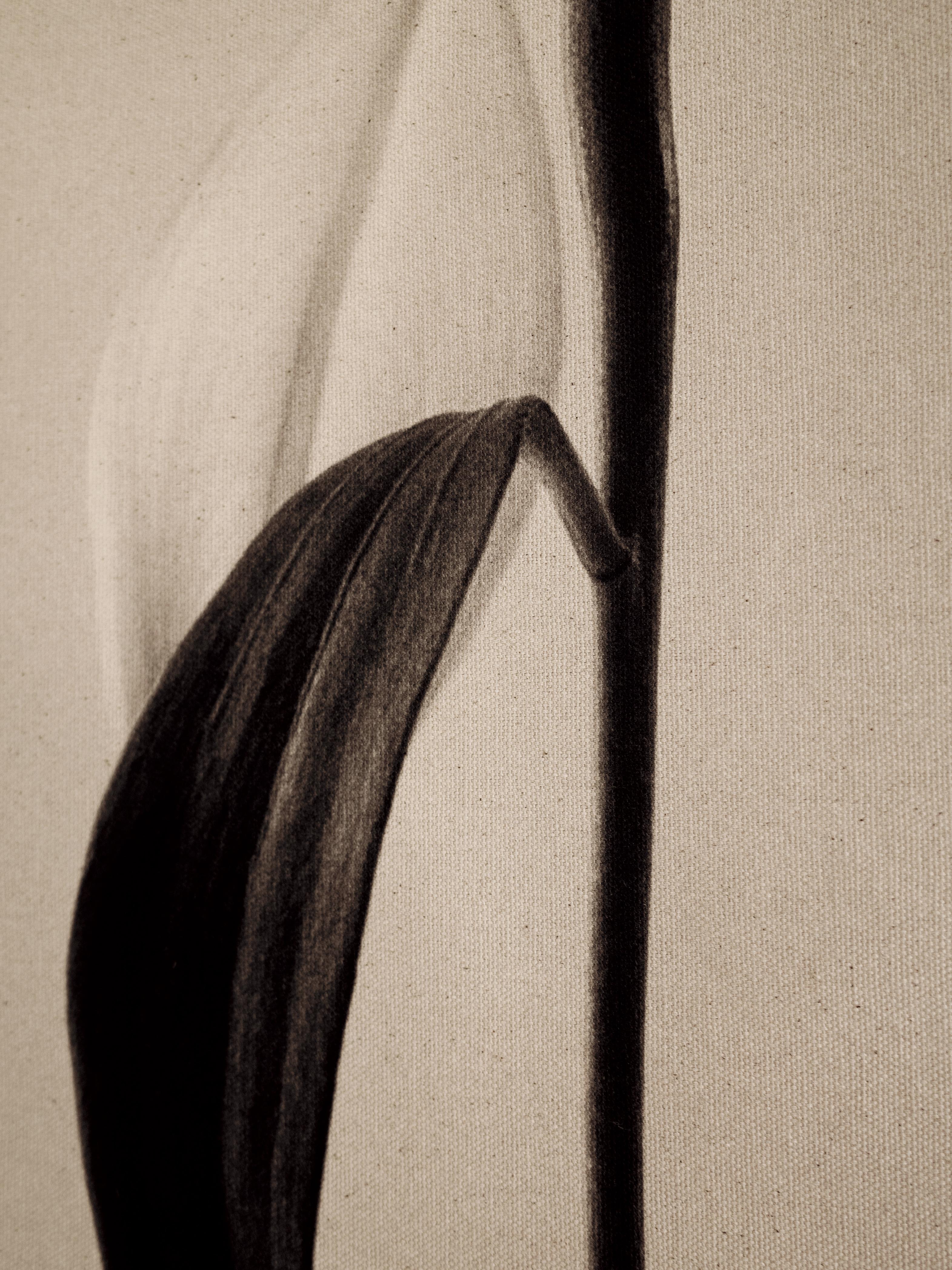 Lilly