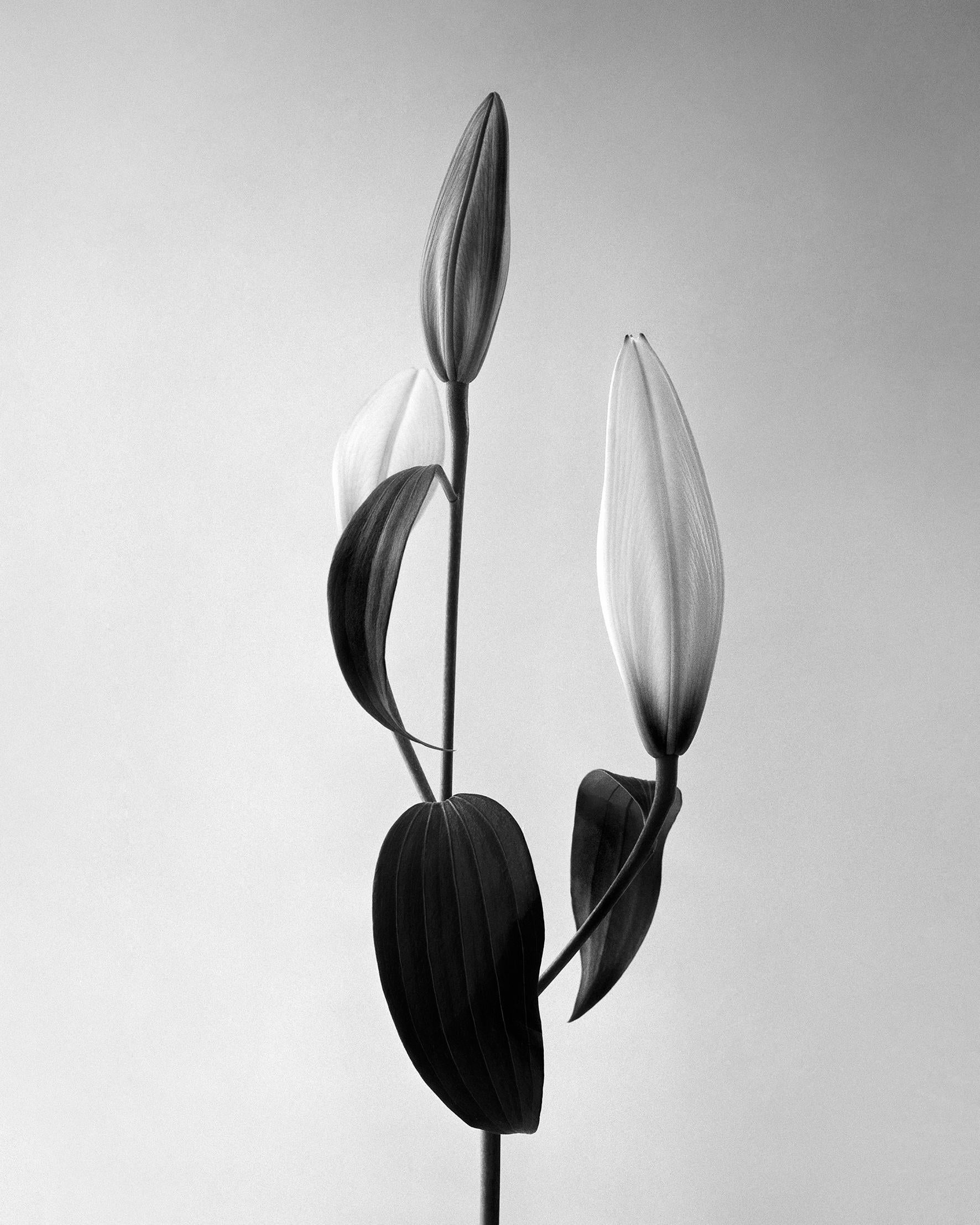Lily - fotografía floral analógica en blanco y negro