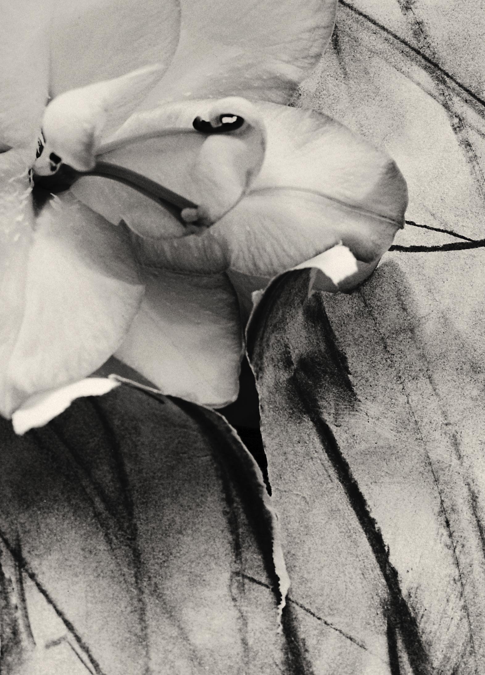 'Lily in Charcoal' abstract expressionism photography edition of 10 - Photograph by Ugne Pouwell