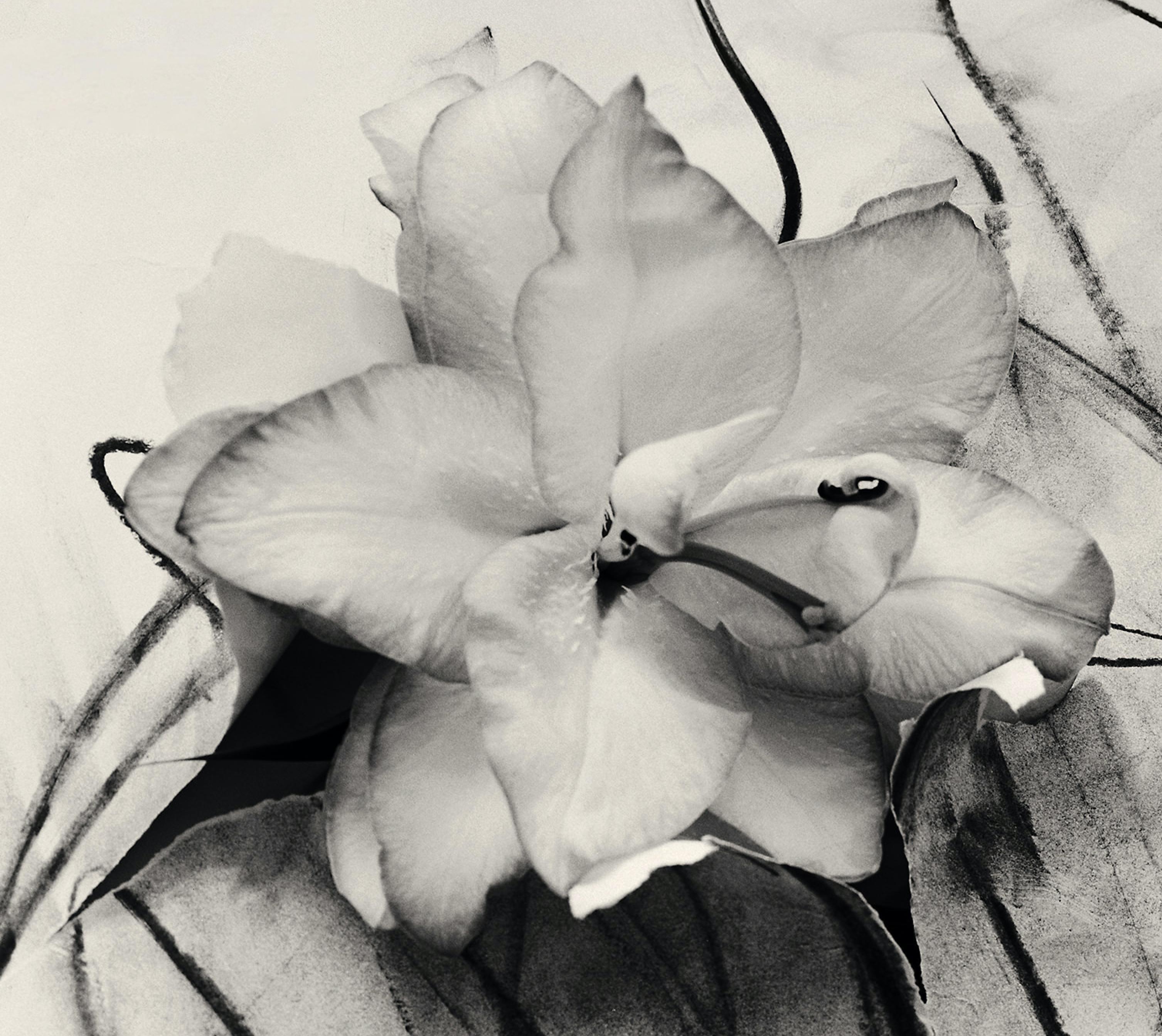 'Lily in Charcoal' abstract expressionism photography edition of 10 For Sale 1