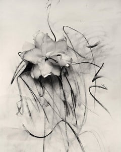 Used 'Lilly in Charcoal' abstract expressionism photography edition of 20