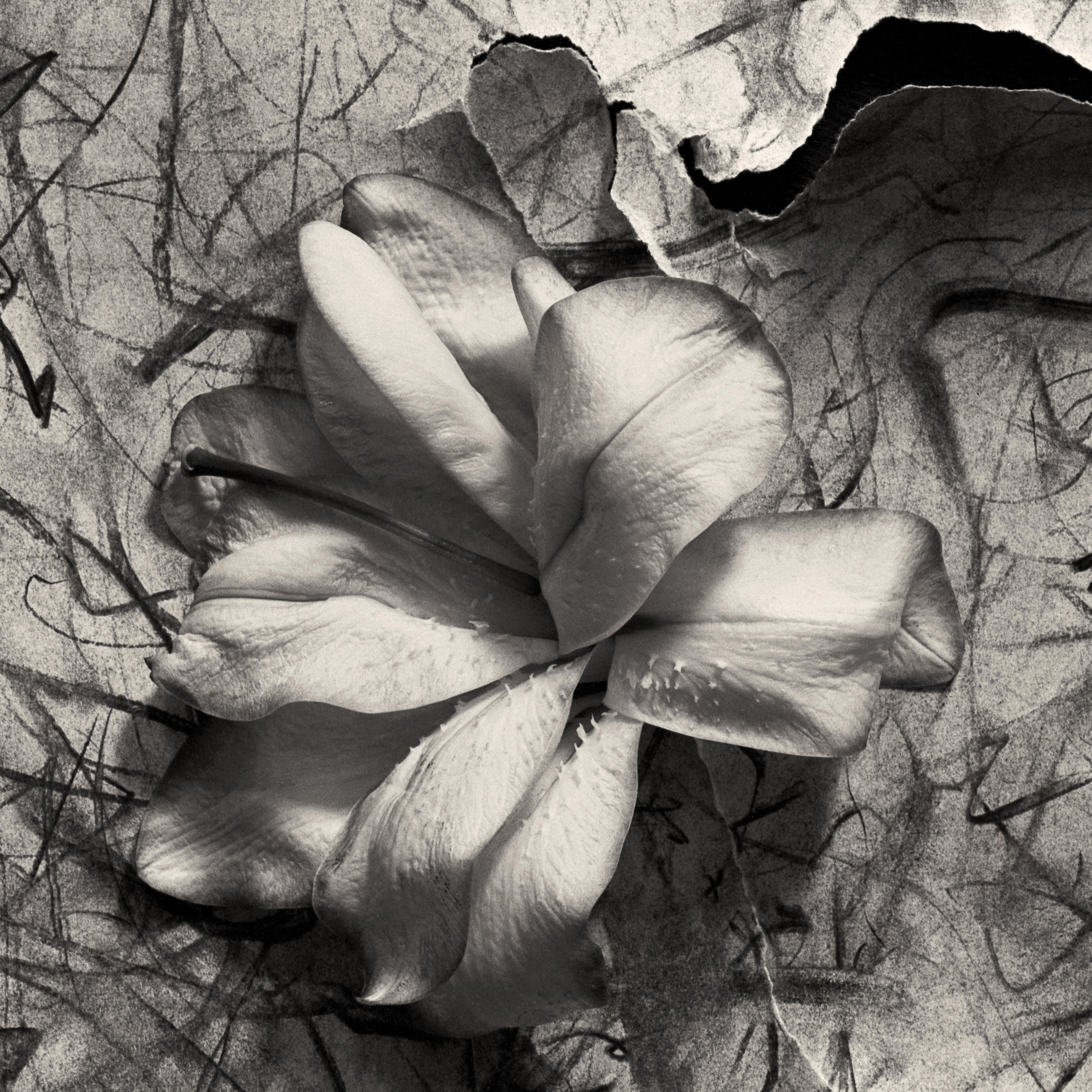 'Lily in Charcoal no.2' abstract expressionism photography edition of 10 - Photograph by Ugne Pouwell