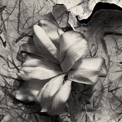 'Lily in Charcoal no.2' abstract expressionism photography edition of 20