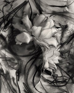 „Lily in Charcoal no.3“, abstrakte expressionistische Fotografie, Auflage von 10 Stück
