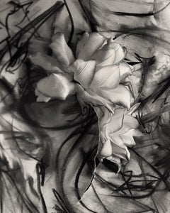 Photographie d'expressionnisme abstrait Lily in Charcoal n°3, édition de 10