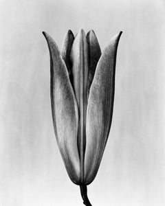 Lily '23 black and white analogue floral photography edition of 15