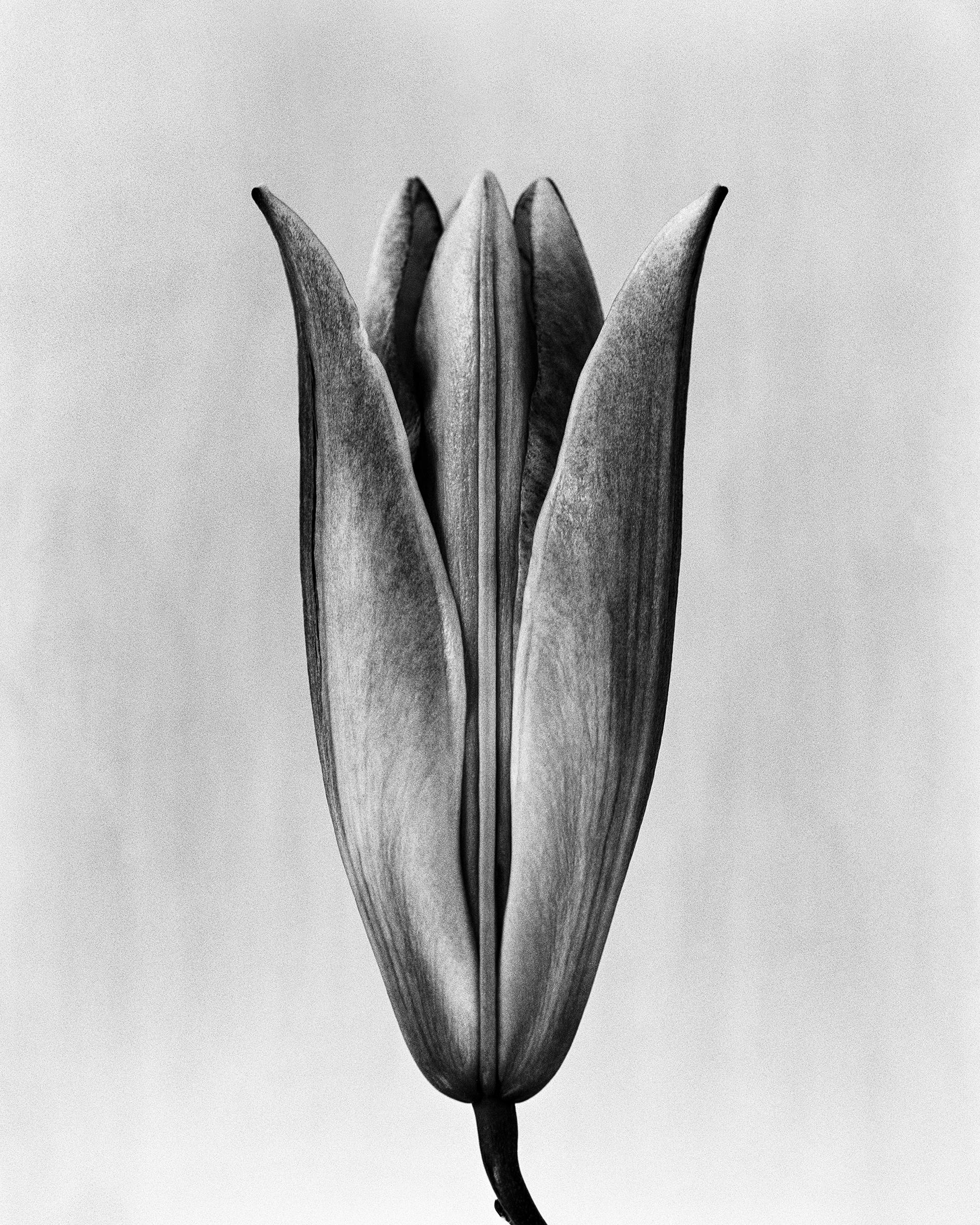 Ugne Pouwell Still-Life Photograph – Lily '23 Schwarz-Weiß- analoge Blumenfotografie, Auflage von 20
